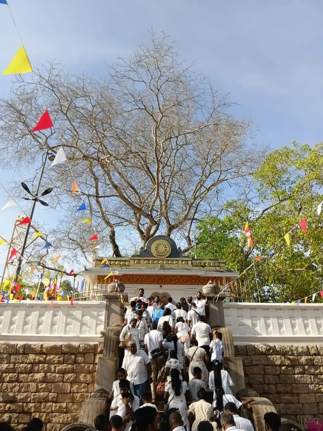Pilgrims gathered at the Sri Maha Bodhi tree in Anuradhapura