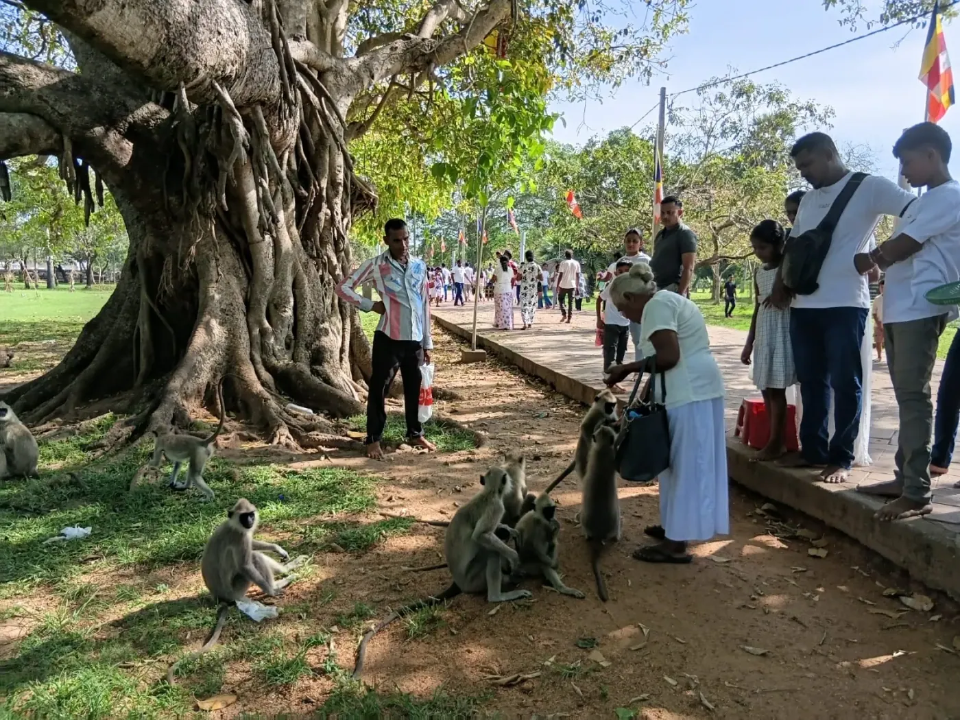 Monkeys around the ancient ruins on a temple walk