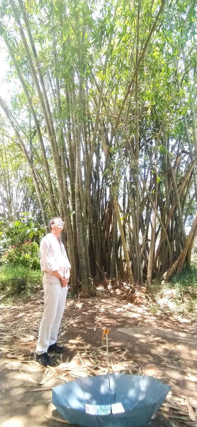A guest in the giant bamboo grove at the Royal Botanical Gardens