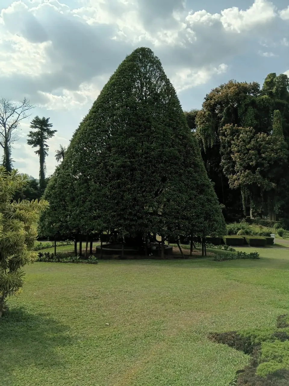 The great cook pine on the lawns of the Royal Botanical Gardens