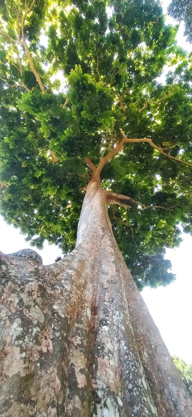 Looking up the trunk of a rainforest giant