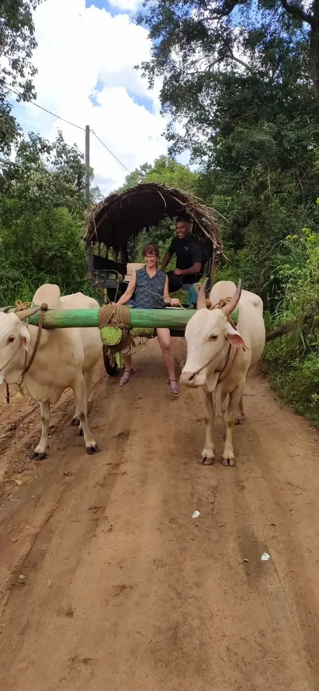 Guests riding a traditional bullock cart through a village