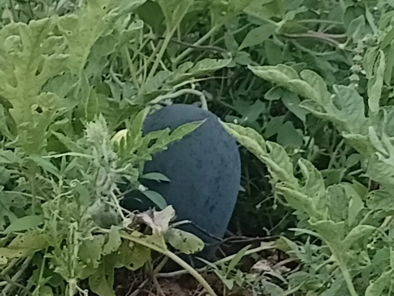 A chameleon spotted on a nature walk
