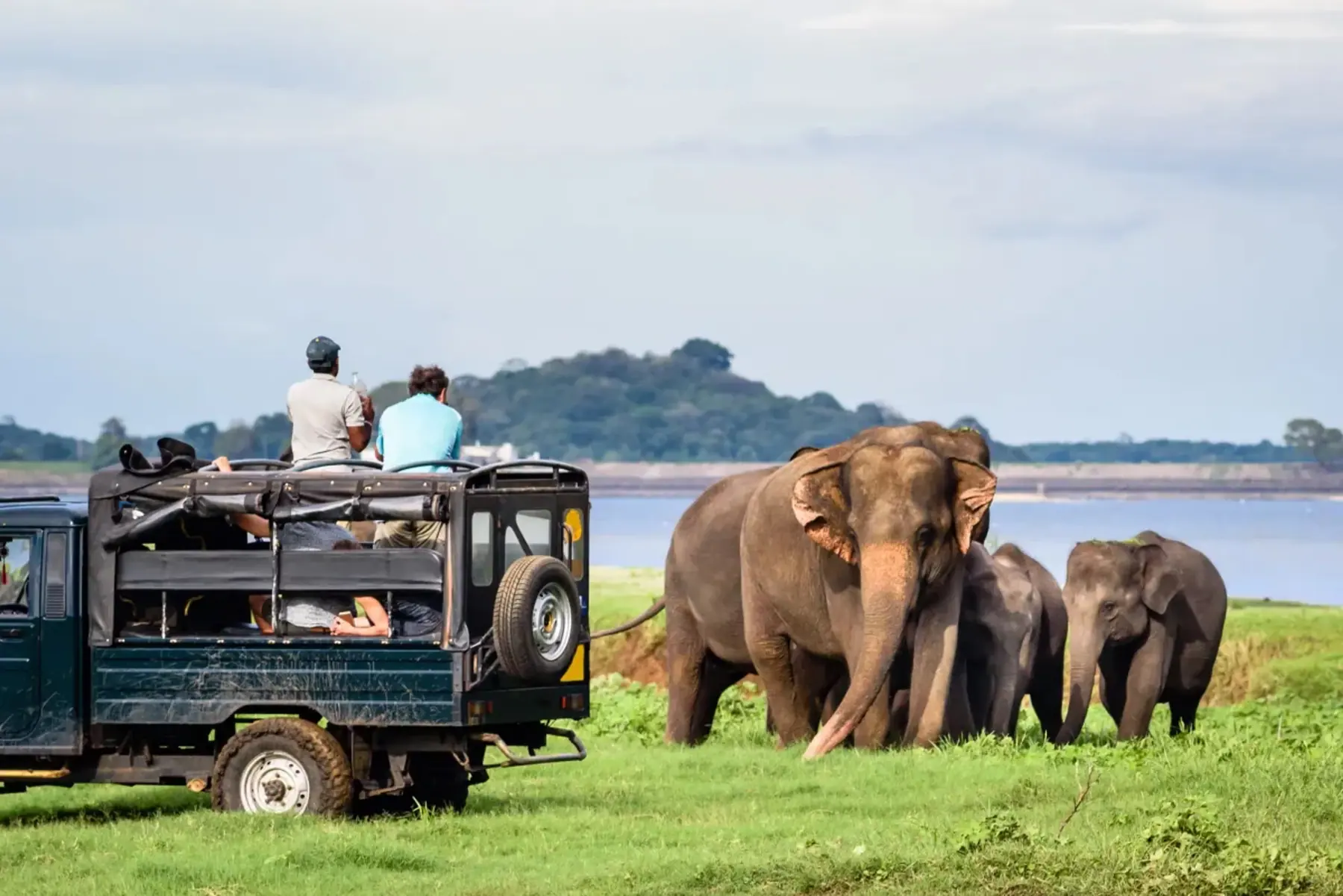 Wild elephant herd in the open plains of Udawalawe