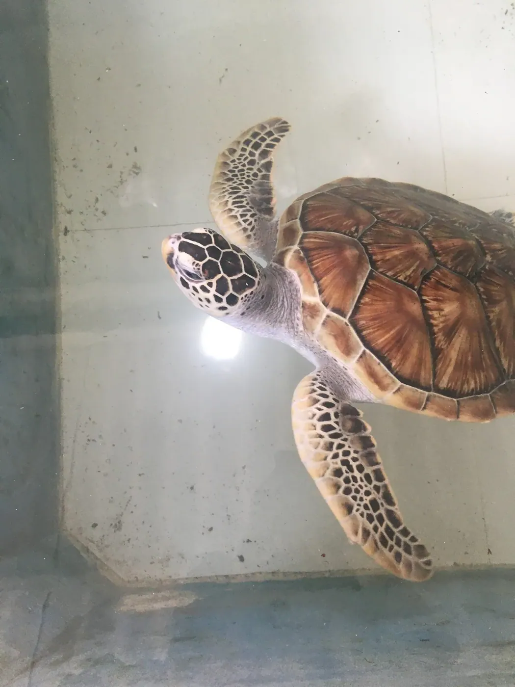 Turtle hatchery