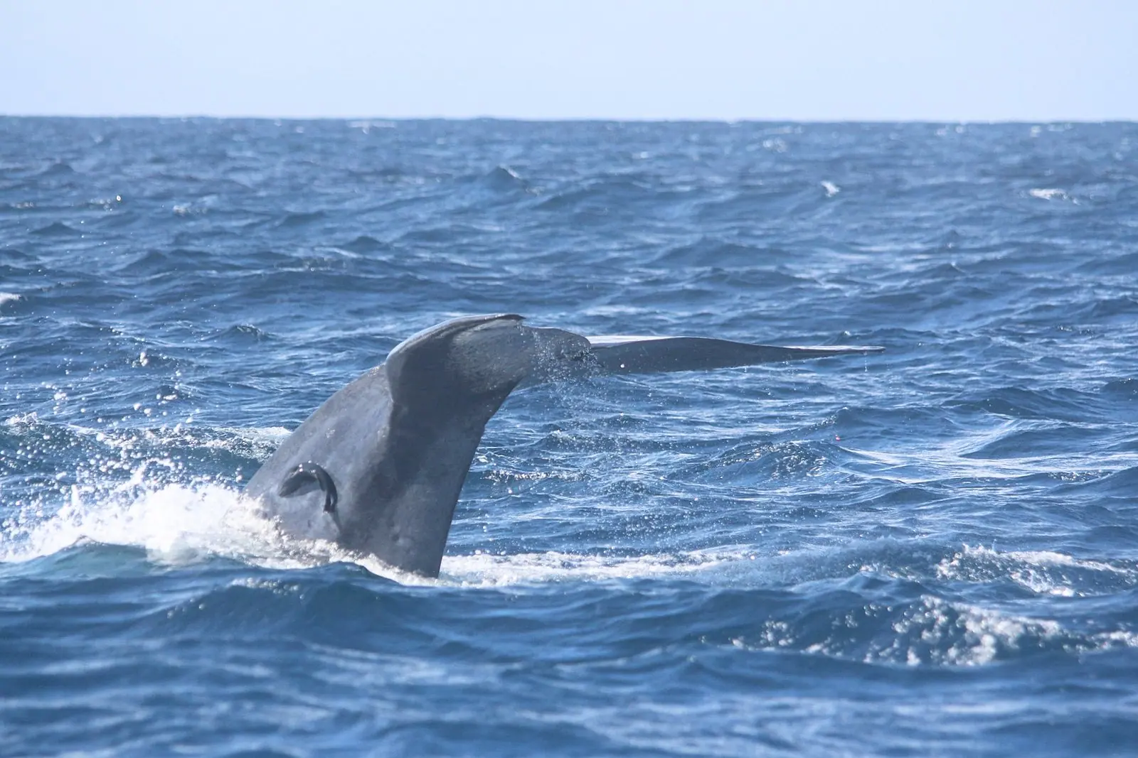 Whale watching