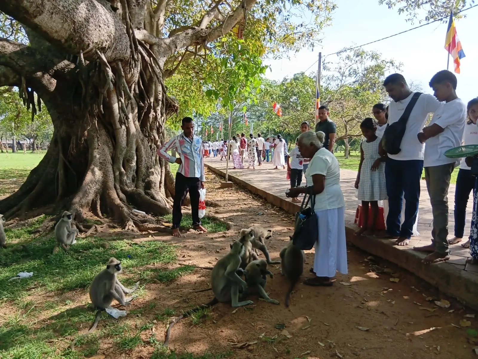 Visitors and monkeys under a huge banyan tree at a sacred site