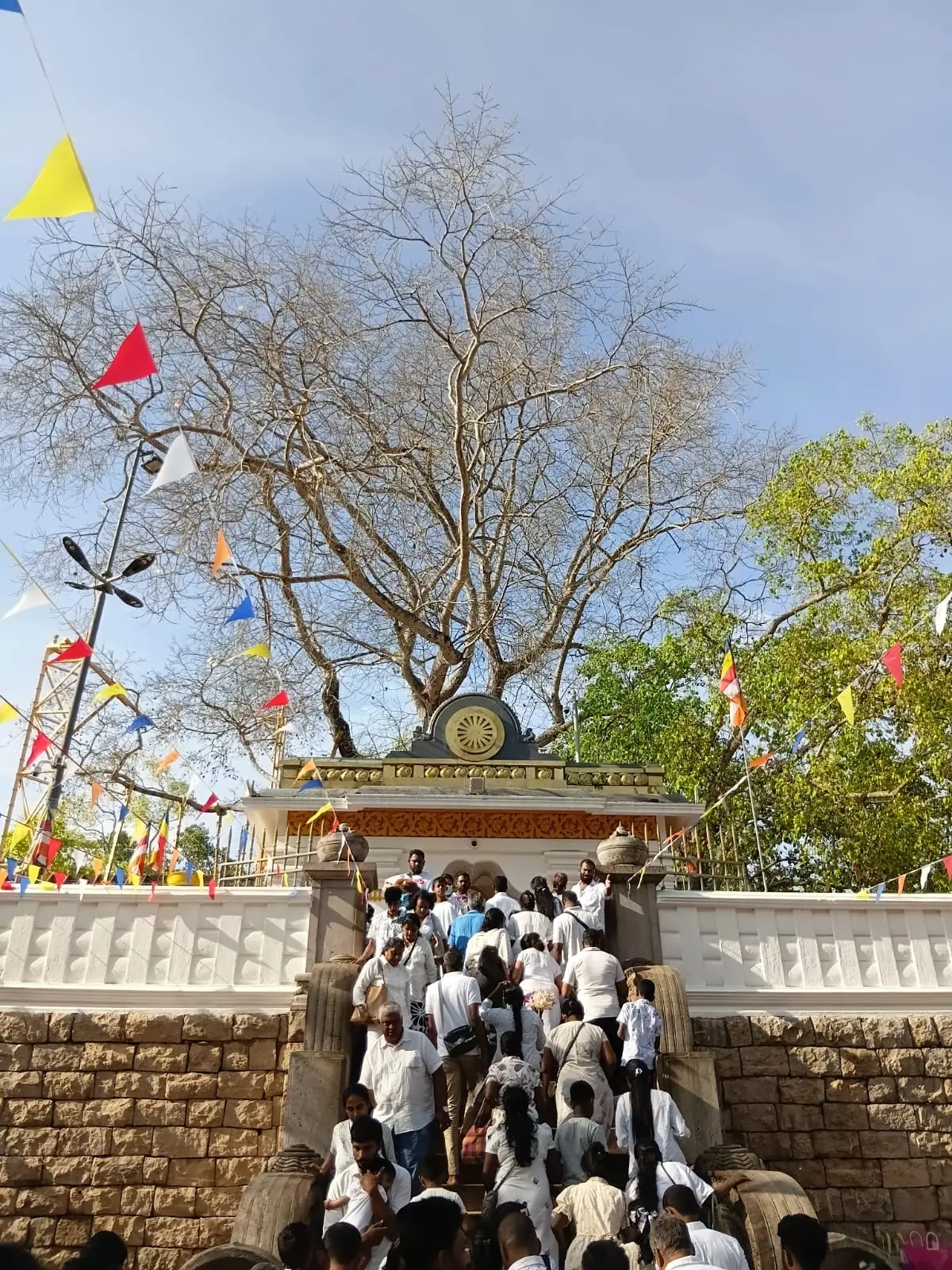 Pilgrims gathered at the Sri Maha Bodhi tree in Anuradhapura