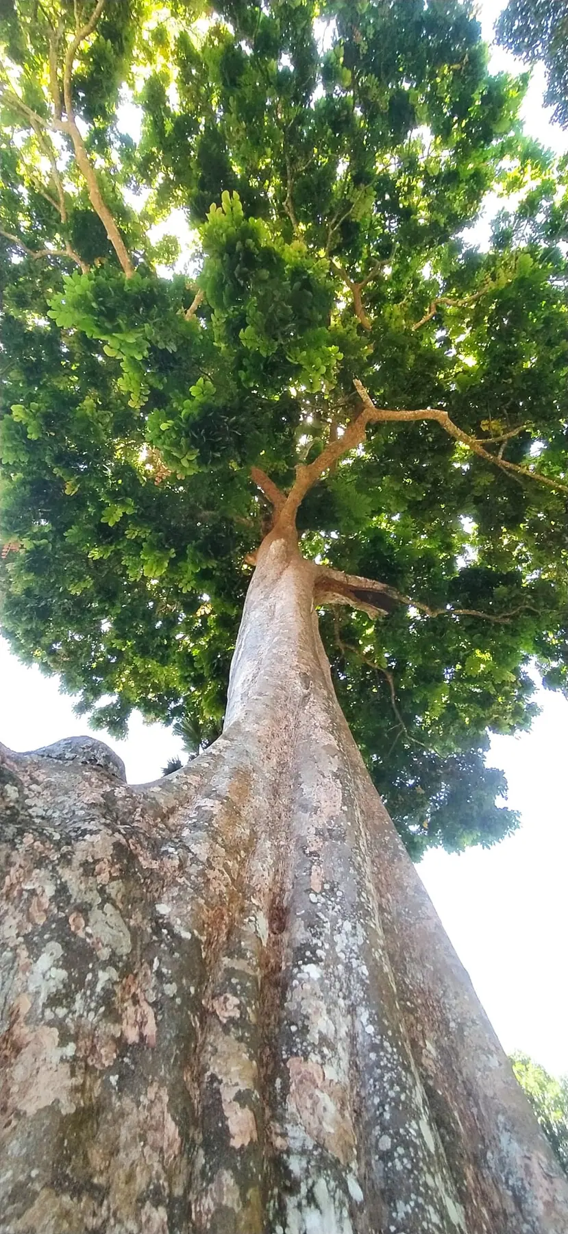 Looking up the trunk of a rainforest giant