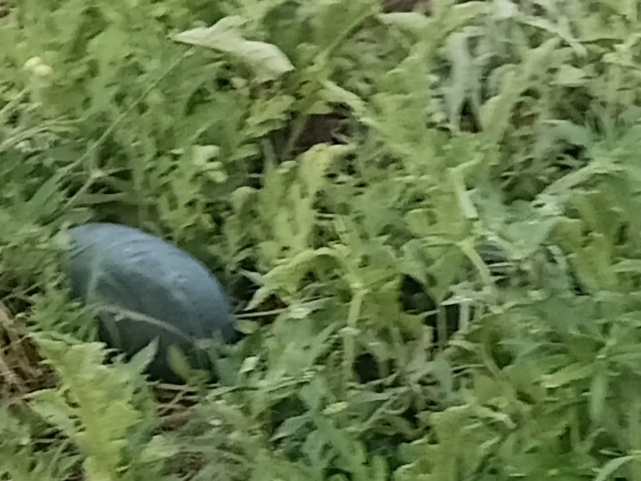 A close look at a chameleon in the undergrowth