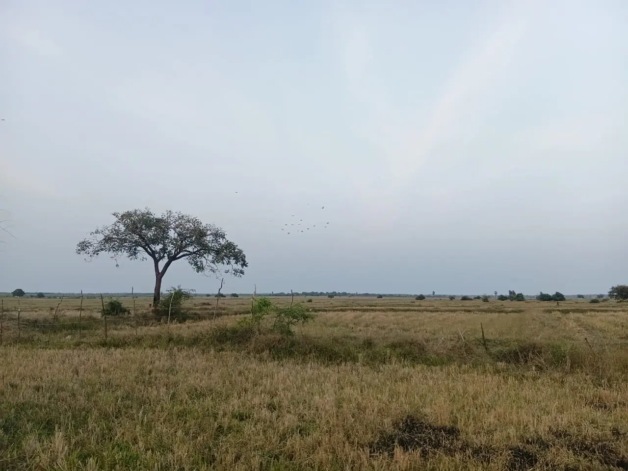 Open plains inside a national park at first light