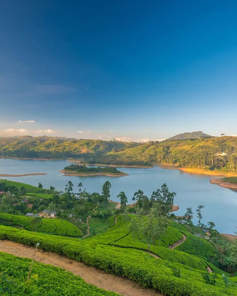 Lush tea plantations and cool mist in Nuwara Eliya