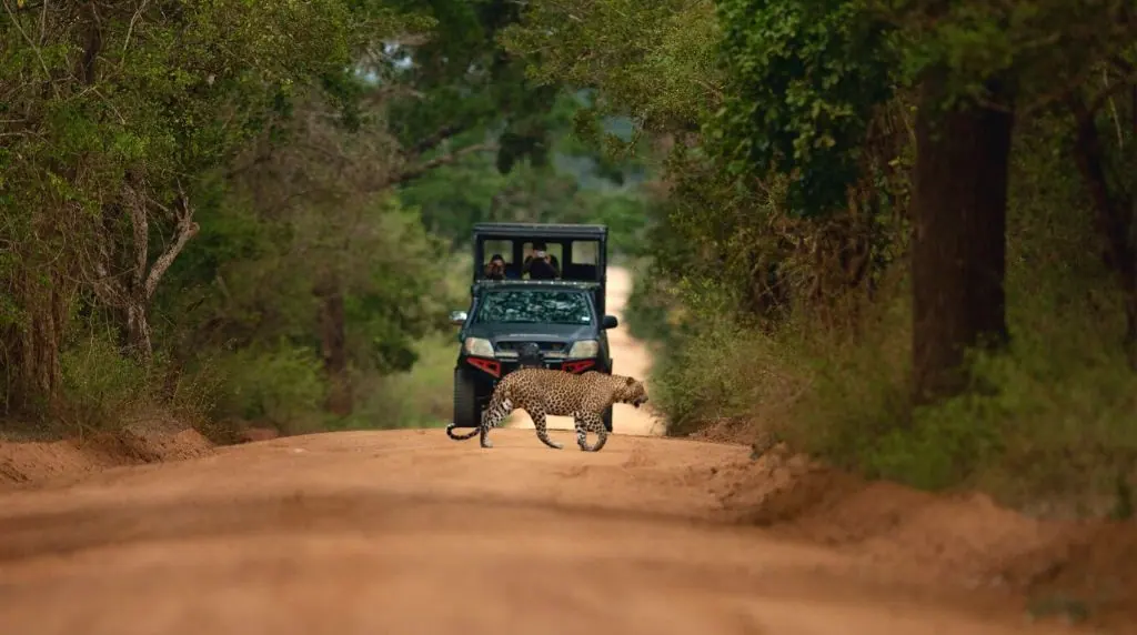Leopard safari and wild terrain in Yala National Park